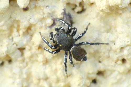 Réf. 253 090 : Heliophanus tribulosus